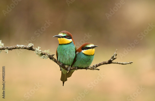 La pareja de abejarucos © Juan Pablo Fuentes S