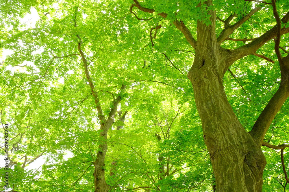 Obraz premium 新緑を迎えた森林