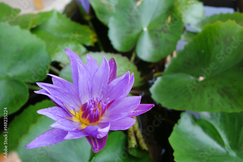 Beautiful close-up blooming purple single Lotus flower with green leaves in the background  Lotus is  flower in tropical zone.