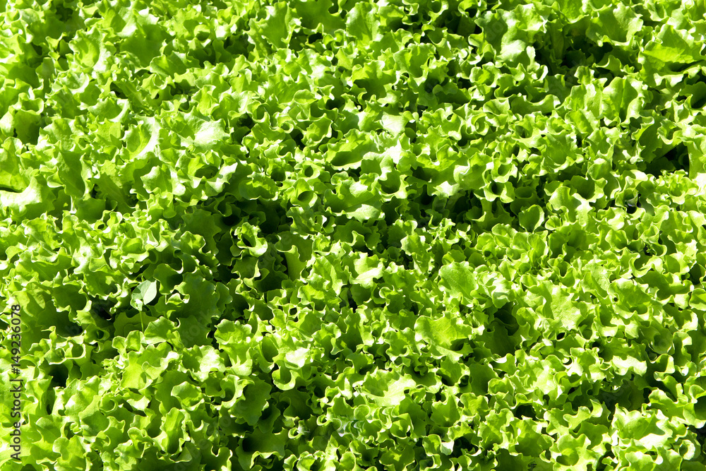 Green lettuce leaves Green lettuce leaves