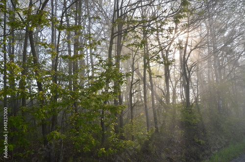 Morgensonne scheint durch Bäume