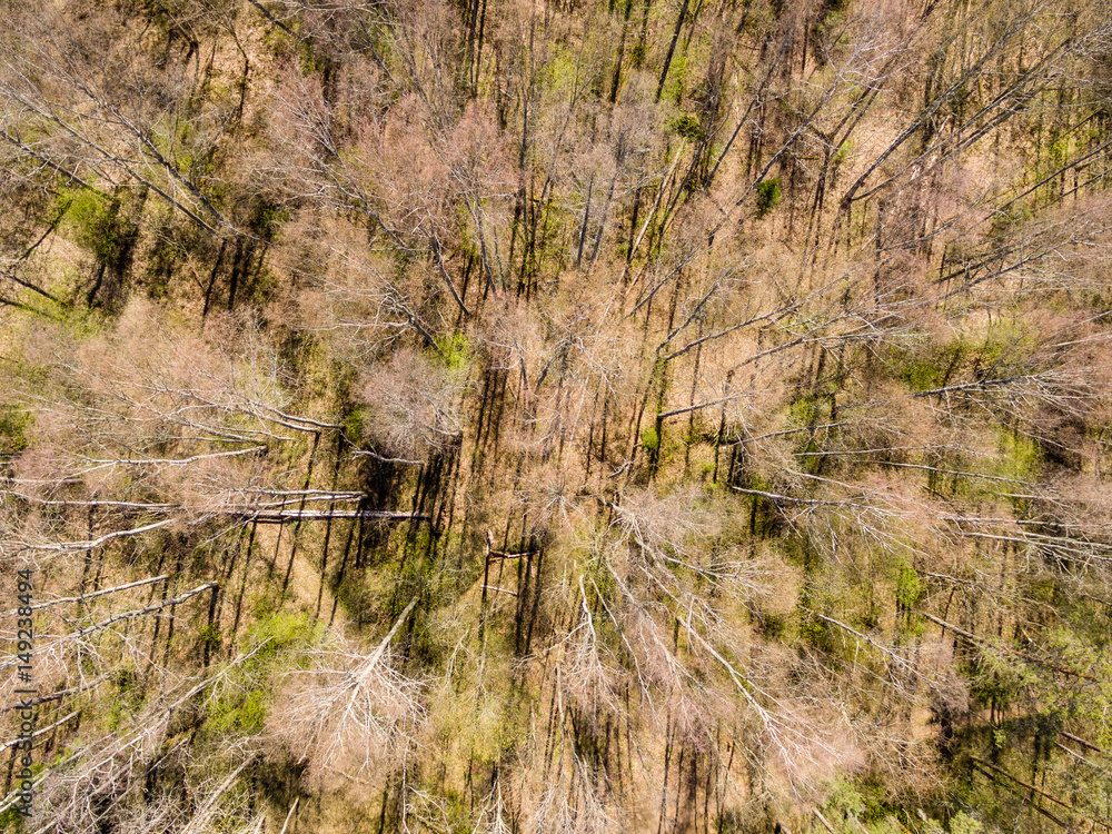 Fototapeta premium drone image. aerial view of rural area with fields and forests