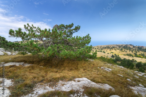 fir on the mountain AI-Petri / daylight picture summer Crimea
