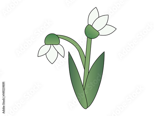 Isolated snowdrop flower. Vector illustration.