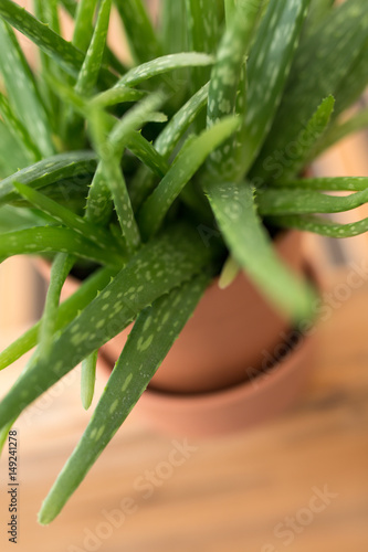 aloe plant
