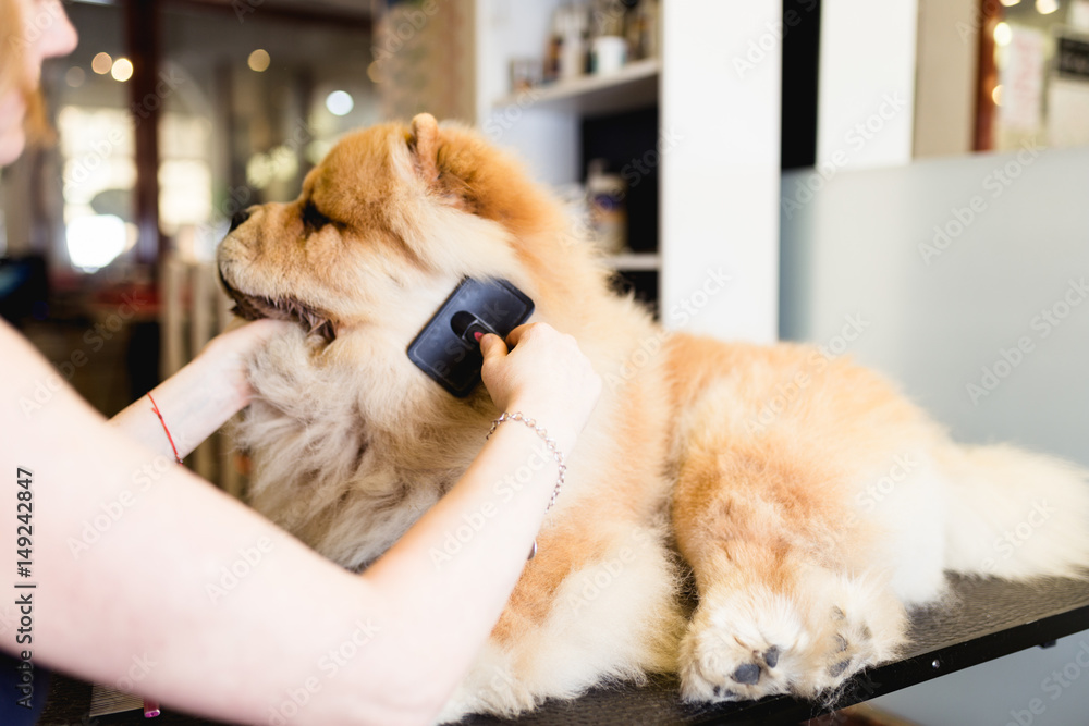 Female groomer brushing chow chow at grooming salon. Selective focus