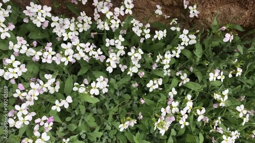 kayalar arasındaki dağ çiçekleri photo