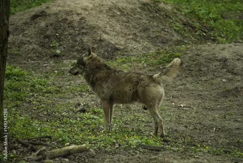 Fototapeta Czekający wilk. Puszcza Białowieska