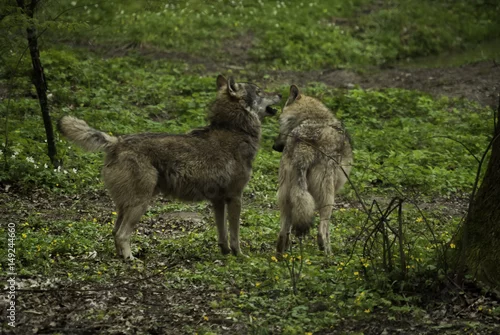 Fototapeta samoprzylepna Para wilków 
