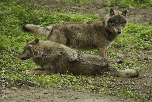 Odpoczywające wilki w Polsce #149244862