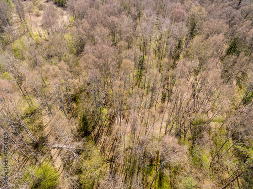 drone image. aerial view of rural area with fields and forests