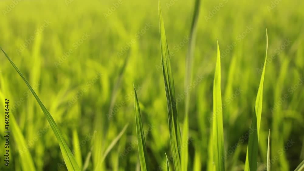beautiful grass on a rice field moving in a breeze beautiful grass on a rice field moving in a breeze