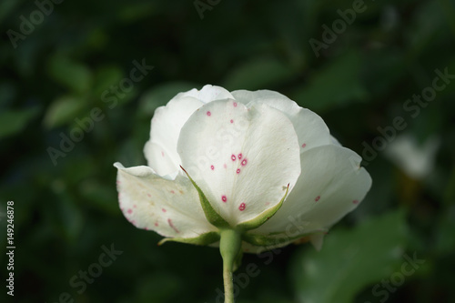 Downy mildew on the rose leaf ( Peronospora sparsa ) or Anthracnose (sphaceloma rosarum )