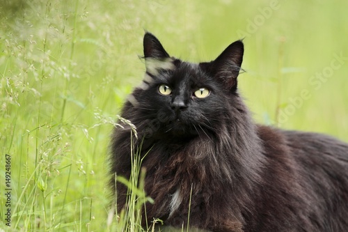 Black norwegian forest cat female