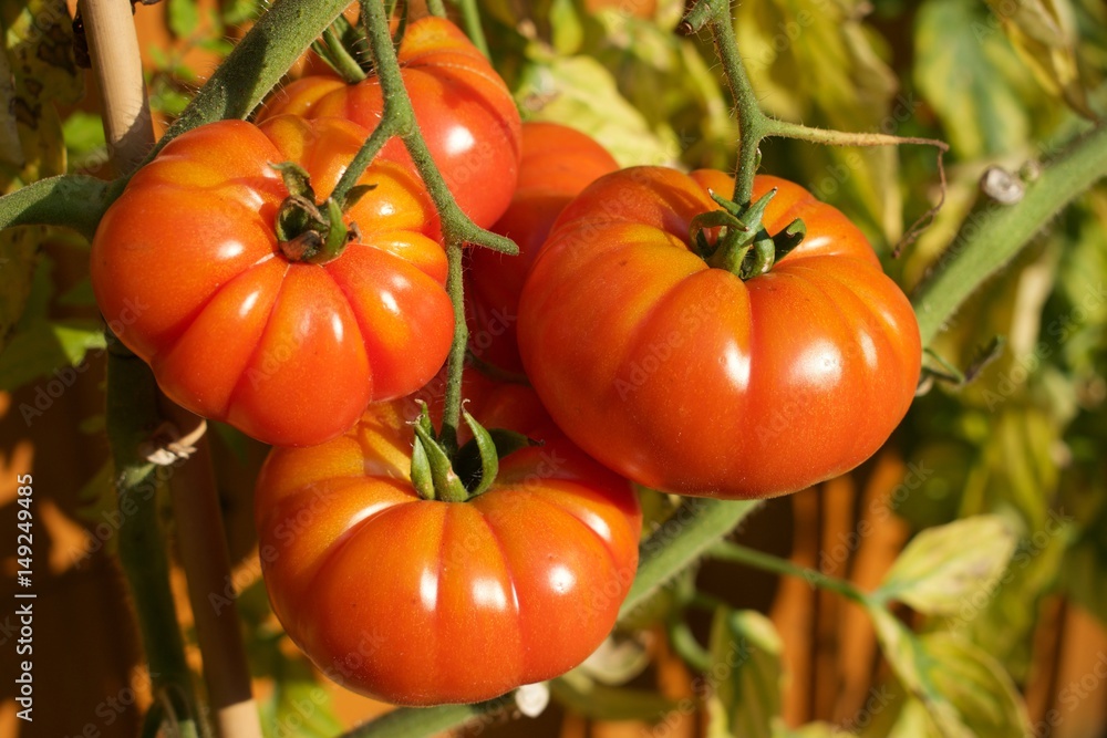 Garden tomatoes, in the evening sun