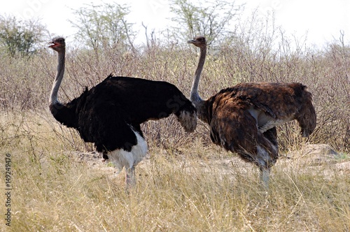 Proud Ostrich Couple in the Etosha National Park photo