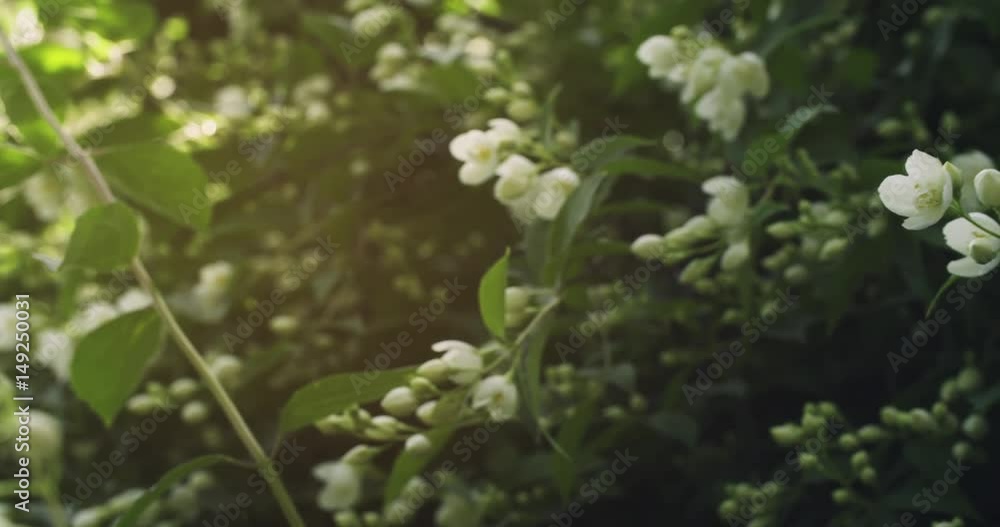 slightly toned jasmine flowers in bloom pan 4k prores footage, closeup video slightly toned jasmine flowers in bloom pan 4k prores footage, closeup video