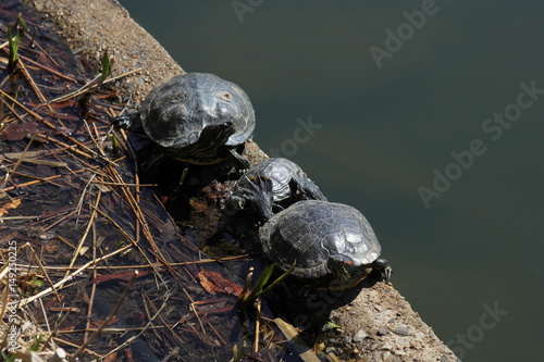 Group of turtles chilling at the bank photo