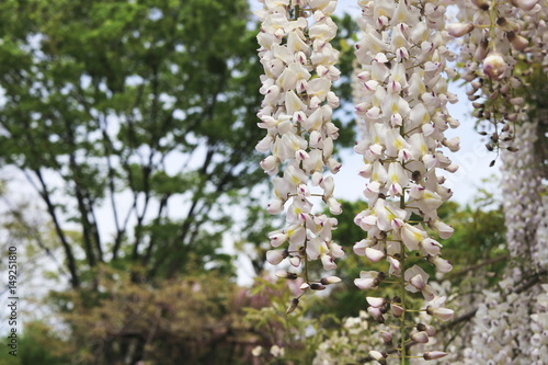 白い藤の花 © bamboo11