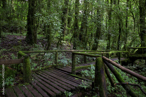 wooden bridge in the forest