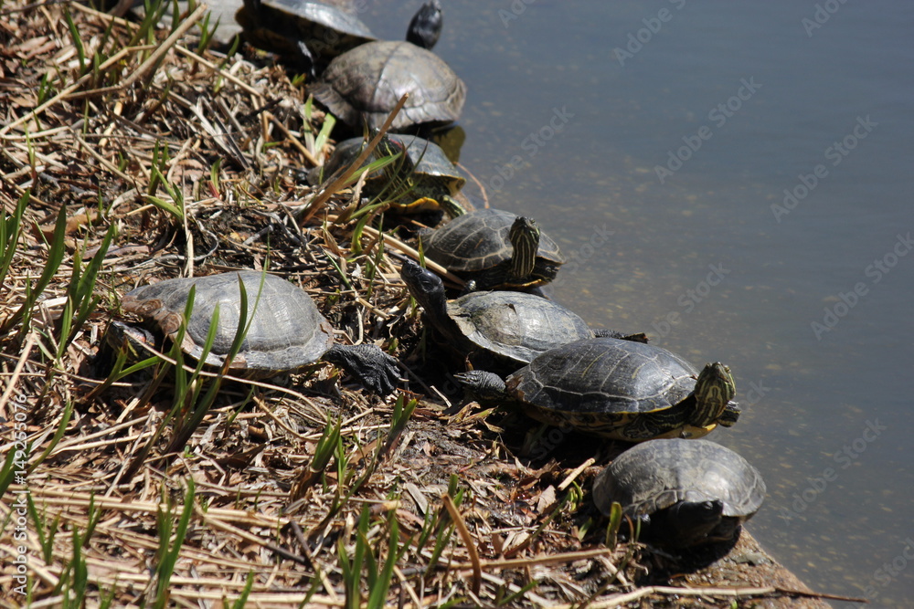 Fototapeta premium Group of turtles chilling at the bank
