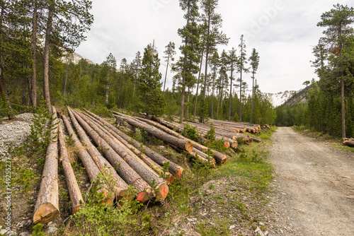 Deforestation in the Alps. Tree trunk stack from lumber industry in alpine woodland.