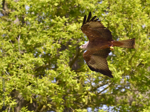 Black Kite (Milvus migrans) in flight seen from below on the foliage background 
