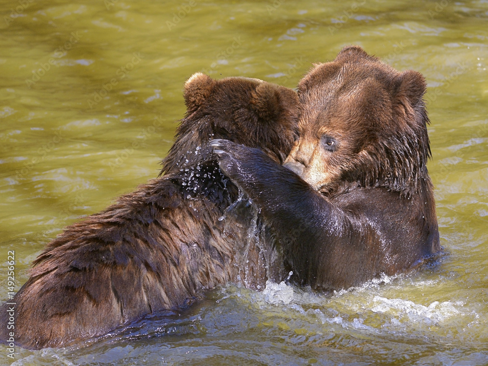 Fototapeta premium Two grizzlies (Ursus arctos horribilis) playing in the water