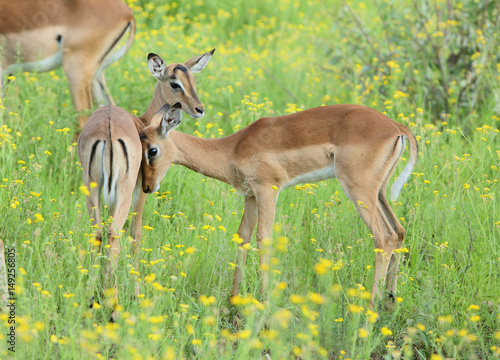 Impala love