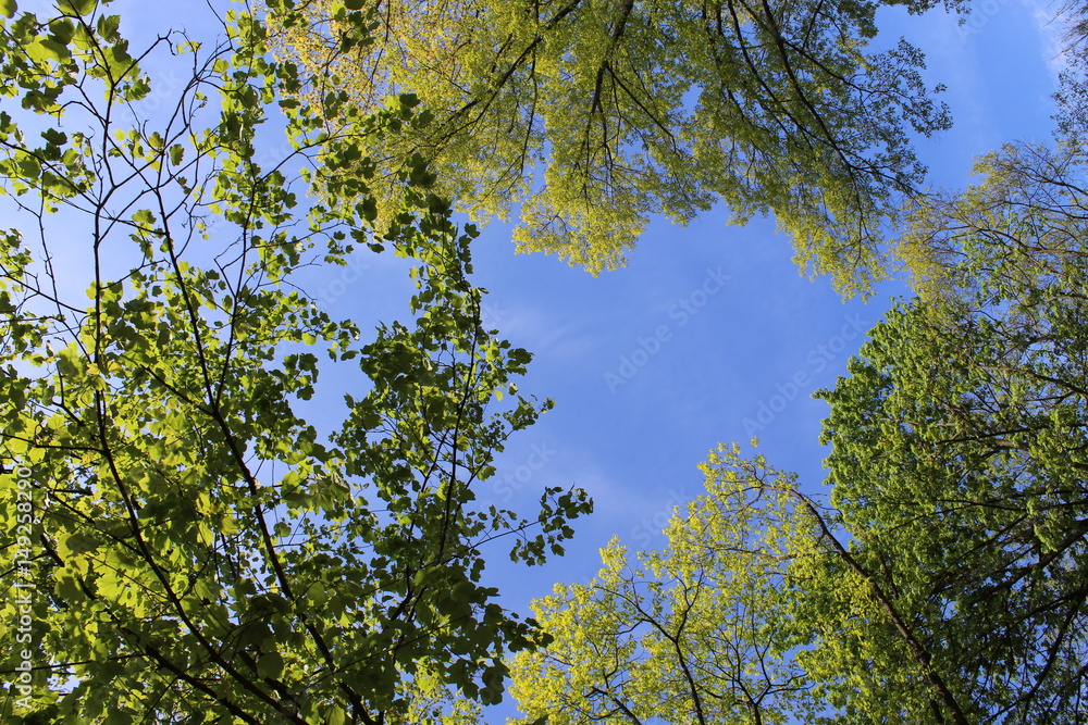 Fototapeta premium Blick nach oben in das frische Grün der Bäume vor blauem Himmel