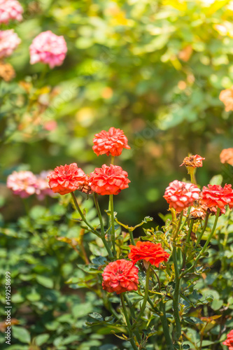 The background image of the colorful flowers