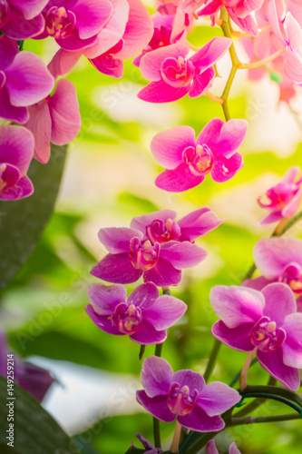 The background image of the colorful flowers