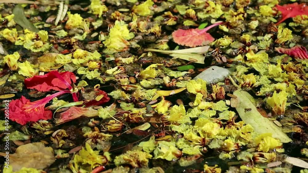 Beautiful fallen flowers and leaves floating on green water. Flowers of yellow Peltophorum pterocarpum, copperpod and red Delonix regia, flame tree Beautiful fallen flowers and leaves floating on green water. Flowers of yellow Peltophorum pterocarpum, copperpod and red Delonix regia, flame tree
