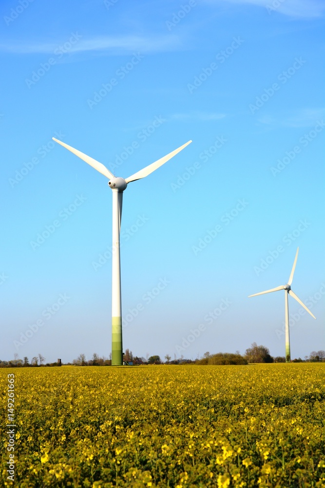 Windrad, Raps, Westermarkelsdorf, Fehmarn, Schleswig-Holstein Windrad, Raps, Westermarkelsdorf, Fehmarn, Schleswig-Holstein