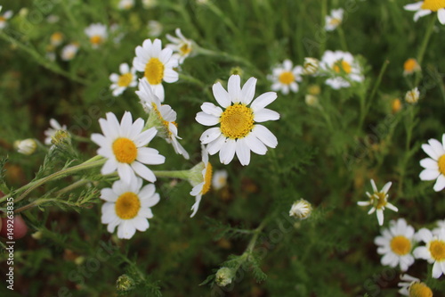 paquerettes affection florale