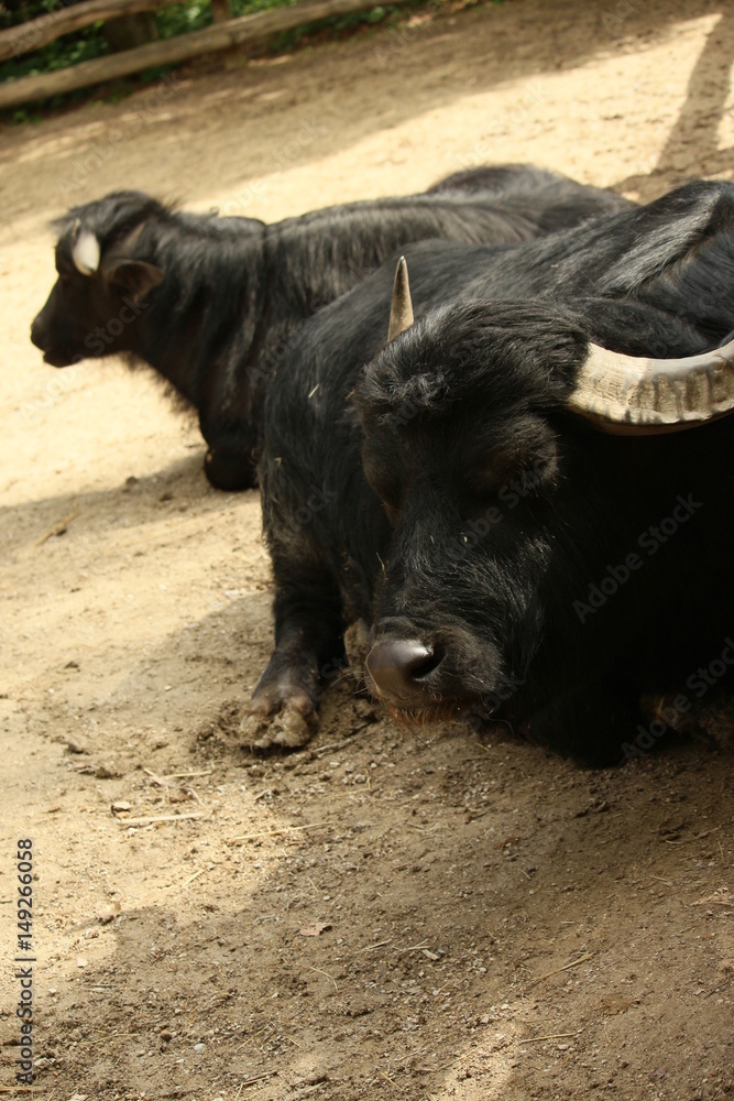 Fototapeta premium Büffel