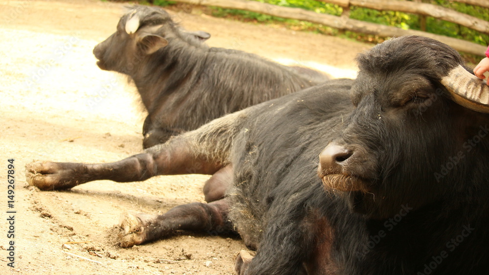 Fototapeta premium Stier