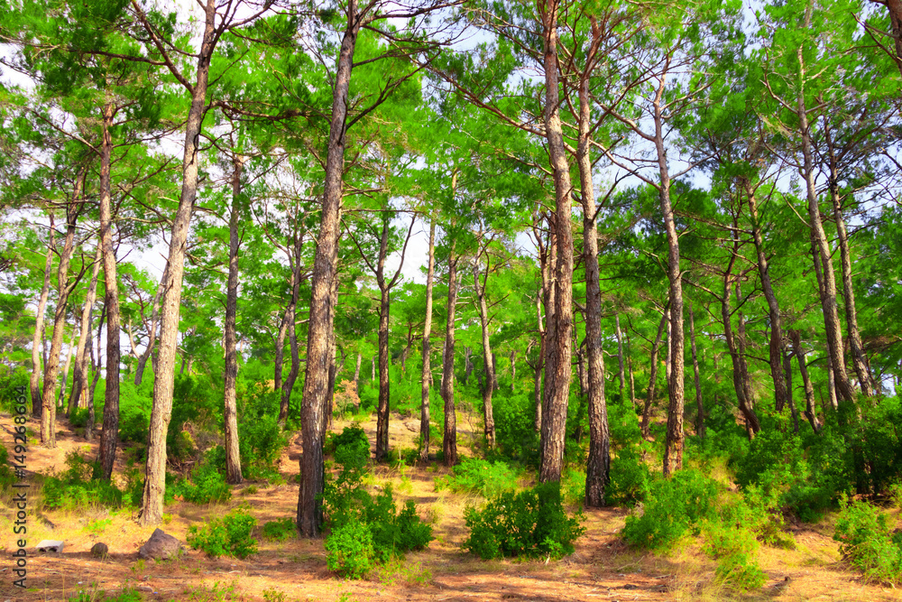 In the Forest In the Forest