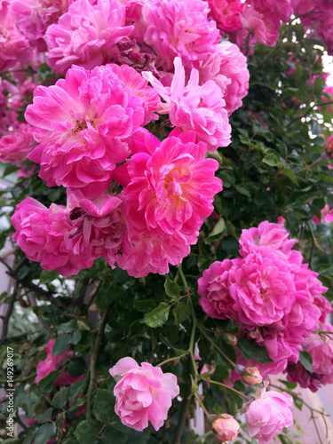 Fototapeta Naklejka Na Ścianę i Meble -  roses, rose, rosaceae, flower, spring, garden, pink, nature, blossom