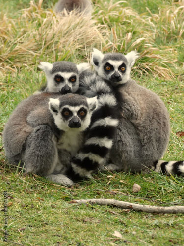 Lémurien de Madagascar, Maki catta en groupe, curieux