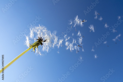 タンポポの綿毛 © jyugem