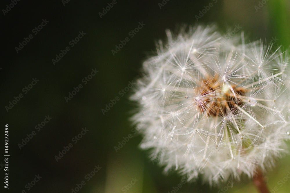 Obraz premium Mniszek lekarski