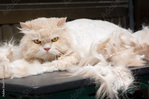 Fototapeta Naklejka Na Ścianę i Meble -  sulky persian cat between grooming with its hair ( Felis catus )