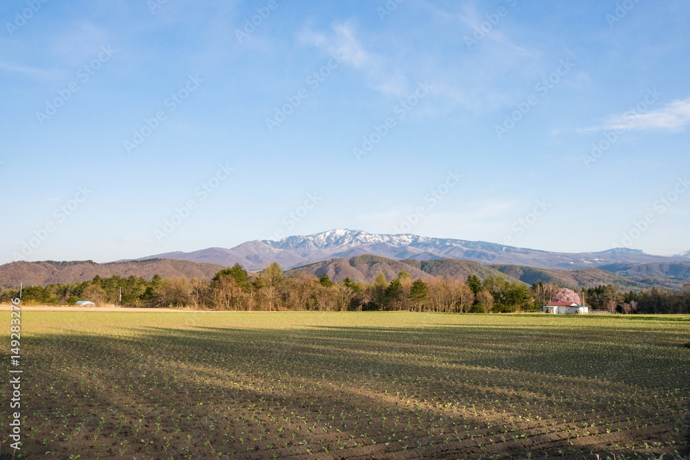 嬬恋キャベツ畑と白根山 嬬恋キャベツ畑と白根山