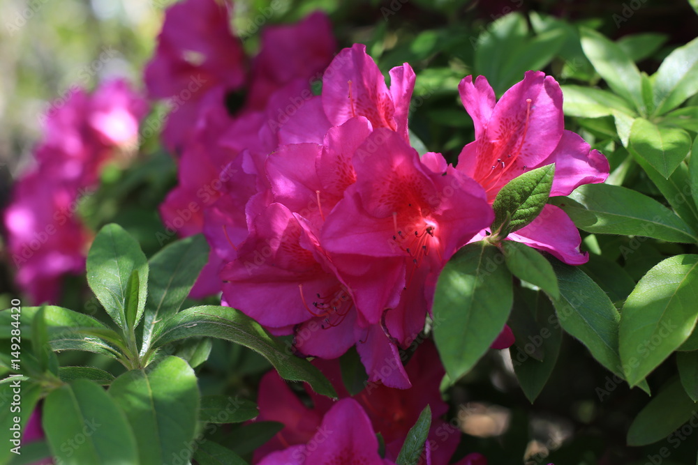 つつじの花 つつじの花