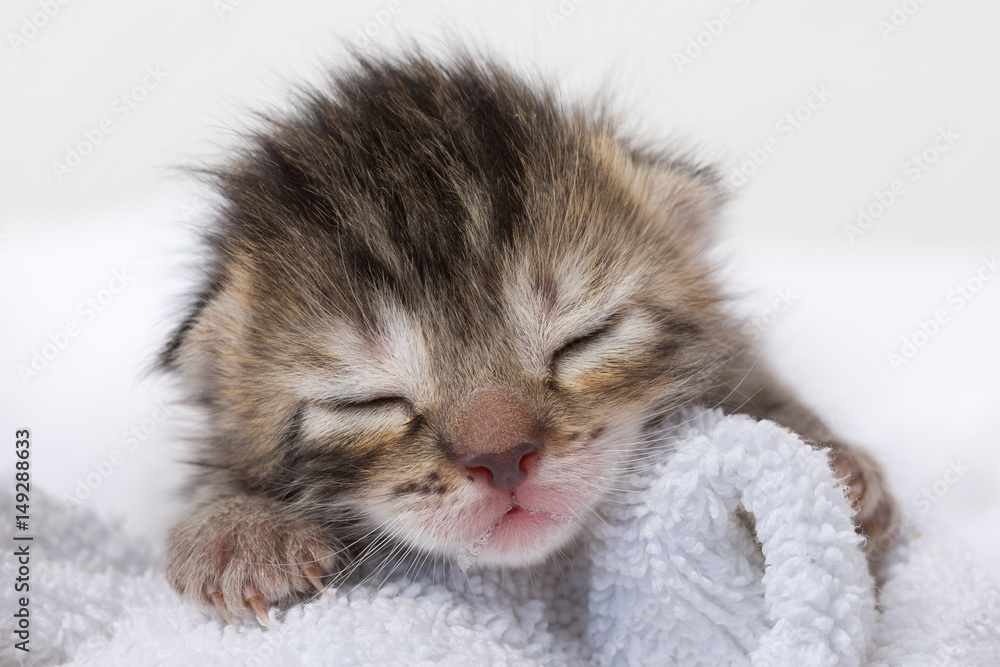 Fototapeta premium Beautiful newborn kitten with eyes shut