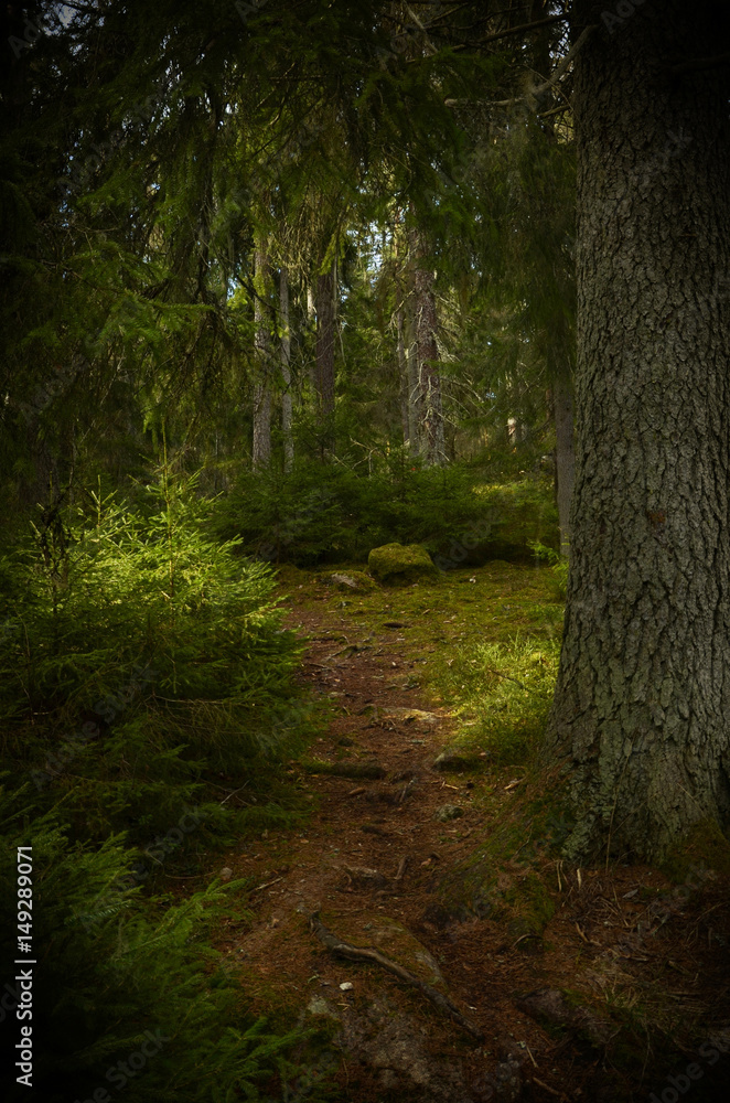 Obraz premium Grunge forest background