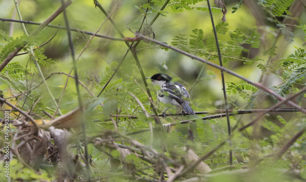 Obraz premium Black-backed Puffback (Dryoscopus cubla) in Dense Foliage in Tanzania
