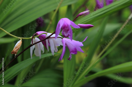 紫蘭の花 photo