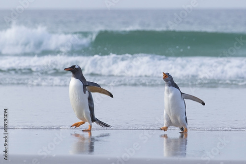 Grumpy penguin chasing buddy.